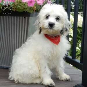 Boomer, Cockapoo Puppy
